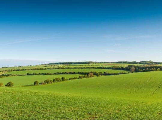 Green field in springtime