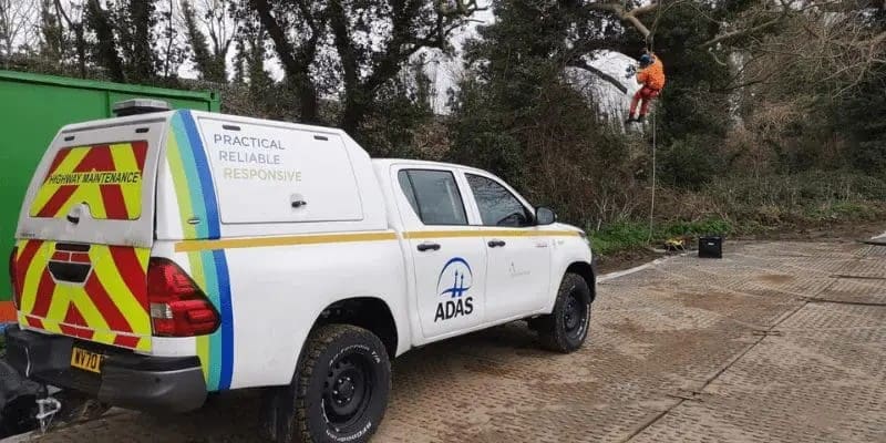 ADAS Bat roost survey in trees