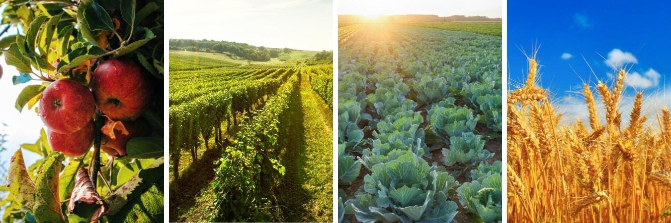 apples, vines, cabbages, wheat grid