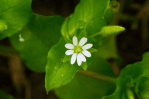 Chickweed up close white flower