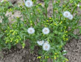 Groundsel small yellow and white flowers
