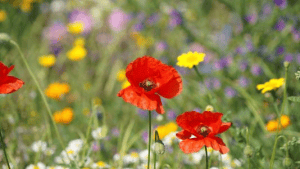 Two red poppies in yellow and purple flowers